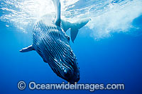 Humpback Whale calf underwater Photo - David Fleetham