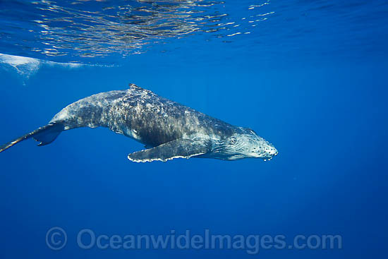 Humpback Whale calf underwater photo Humpback Whale calf underwater photo