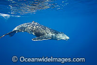 Humpback Whale calf underwater Photo - David Fleetham