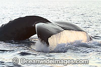 Humpback Whale tail fluke Photo - David Fleetham