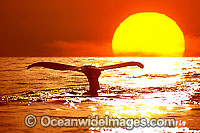 Humpback Whale tail fluke Photo - David Fleetham
