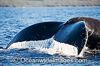 Humpback Whale tail fluke Photo - David Fleetham