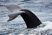 Humpback Whale tail fluke Photo - David Fleetham