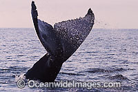 Humpback Whale tail fluke Photo - David Fleetham