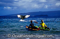 Kayakers see Humpback Whale Photo - David Fleetham