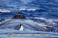 Humpback Whale blowhole Photo - David Fleetham