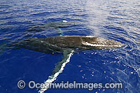 Humpback Whale mother and calf Photo - David Fleetham
