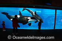 Orca with onlookers Photo - David Fleetham