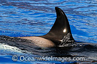 Orca dorsal fin Photo - David Fleetham