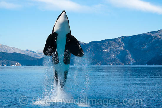 Orca breaching photo Orca breaching photo