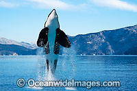 Orca breaching Photo - David Fleetham