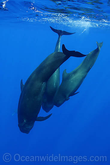 Short-finned Pilot Whale pod underwater photo Short-finned Pilot Whale pod underwater photo
