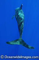Short-finned Pilot Whale underwater Photo - David Fleetham