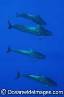 Short-finned Pilot Whale pod underwater Photo - David Fleetham