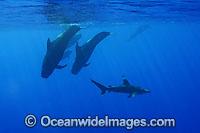 Short-finned Pilot Whale with Whitetip Shark Photo - David Fleetham