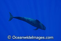 Short-finned Pilot Whale underwater Photo - David Fleetham
