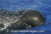 Short-finned Pilot Whale expelling air Photo - David Fleetham