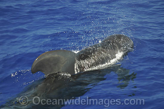 Short-finned Pilot Whale blowing photo Short-finned Pilot Whale blowing photo
