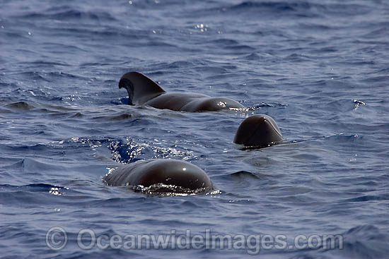 Short-finned Pilot Whales pod photo Short-finned Pilot Whales pod photo