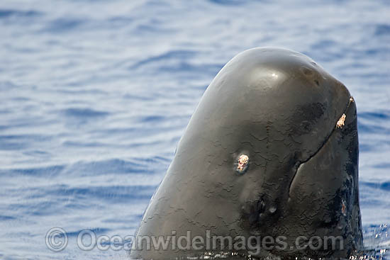 Short-finned Pilot Whale head photo Short-finned Pilot Whale head photo