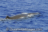 Sperm Whale on surface Photo - David Fleetham