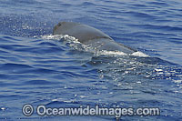 Sperm Whale on surface Photo - David Fleetham