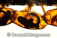 Whitespotted Bamboo Shark Photo - David Fleetham