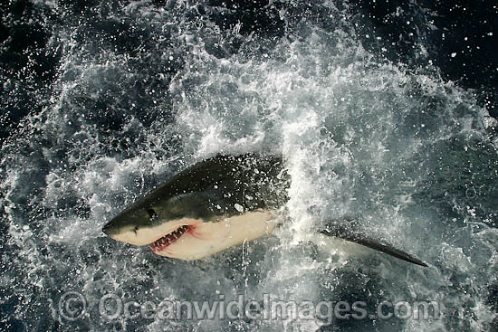 Great White Shark on surface photo