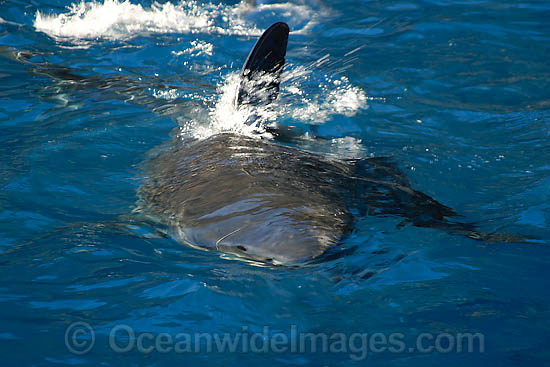 Great White Shark attacking on surface photo