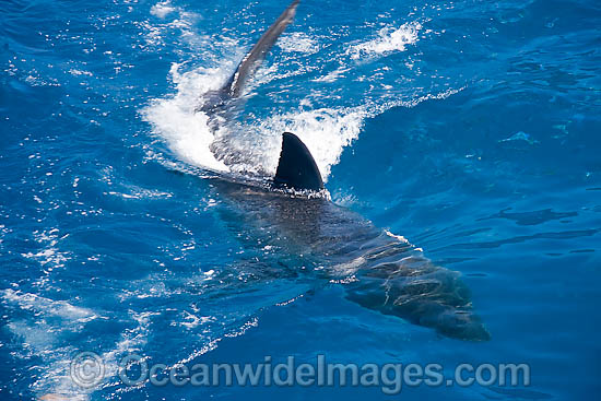 Great White Shark on surface photo Great White Shark on surface photo