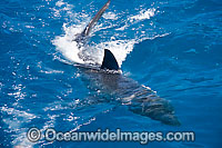 Great White Shark on surface Photo - David Fleetham