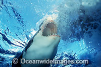 Great White Shark underwater Photo - David Fleetham