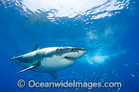 Great White Shark underwater Photo - David Fleetham