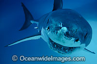 Great White Shark underwater Photo - David Fleetham