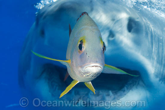 Great White Shark underwater photo Great White Shark underwater photo