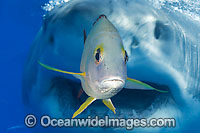 Great White Shark underwater Photo - David Fleetham