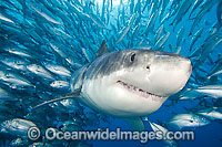 Great White Shark underwater Photo - David Fleetham