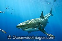 Great White Shark underwater Photo - David Fleetham
