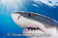 Great White Shark underwater Photo - David Fleetham