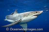 Great White Shark underwater Photo - David Fleetham