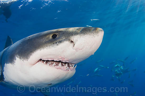 Great White Shark underwater photo Great White Shark underwater photo