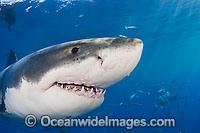 Great White Shark underwater Photo - David Fleetham