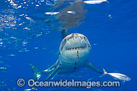 Great White Shark underwater Photo - David Fleetham