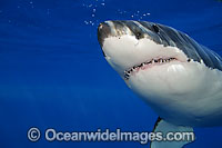 Great White Shark underwater Photo - David Fleetham