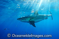 Great White Shark underwater Photo - David Fleetham