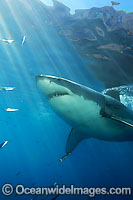 Great White Shark underwater Photo - David Fleetham