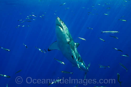 Great White Shark underwater photo Great White Shark underwater photo