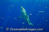 Great White Shark underwater Photo - David Fleetham