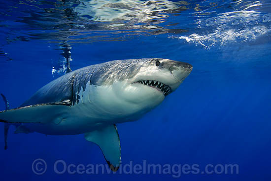 Great White Shark underwater photo Great White Shark underwater photo