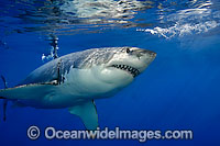 Great White Shark underwater Photo - David Fleetham